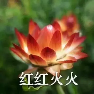 1、测桃花运最准的测试:年桃花运最旺生肖排名