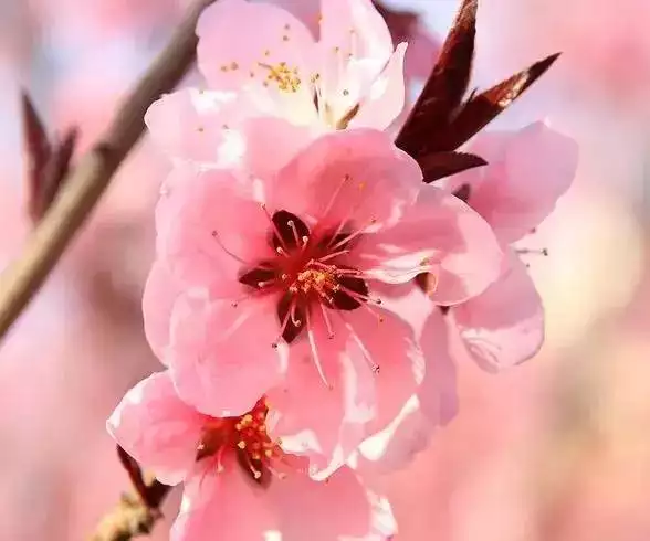 1、免费桃花运测试:免费测算桃花运