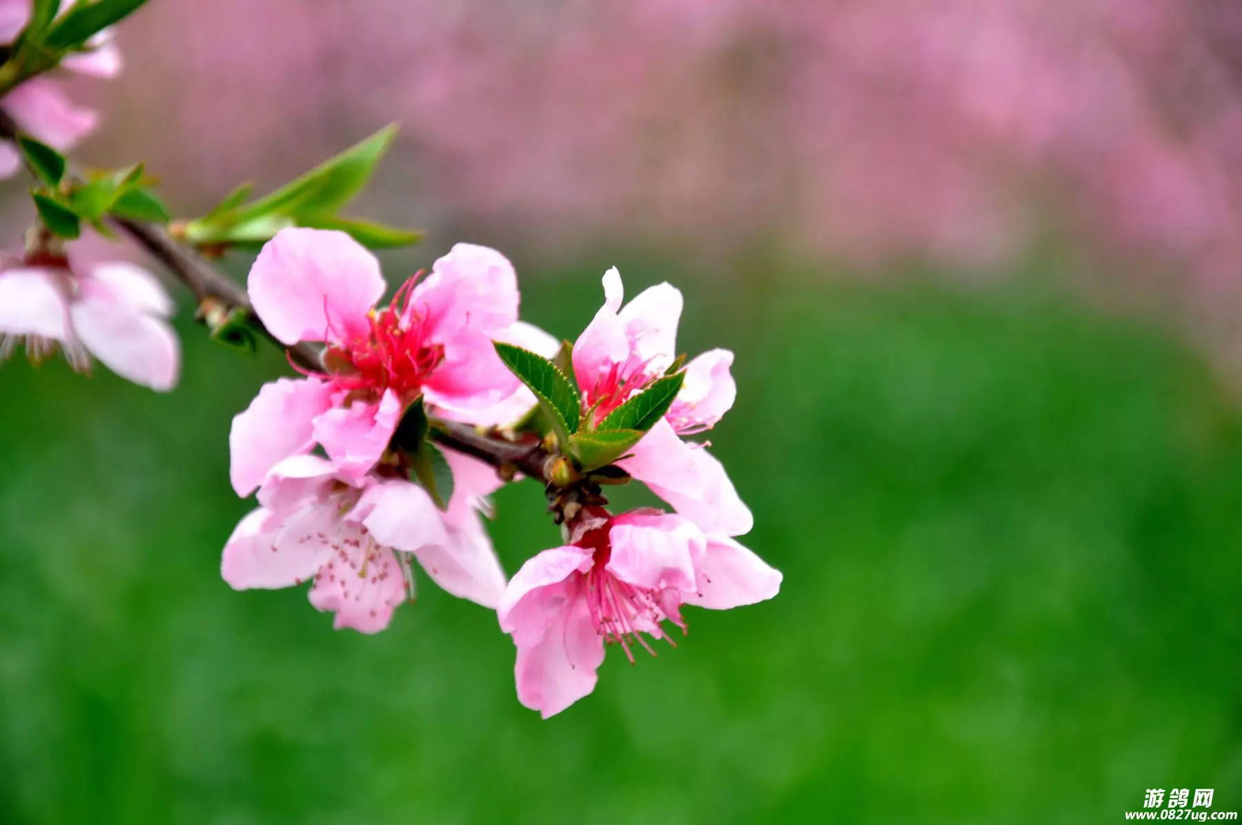 2、免费桃花运测试:桃花运测试：最近你有恋爱的机会吗