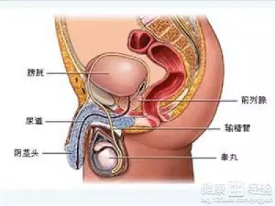 3、提高男人的性功能最有效的方法:增强性功能的方法