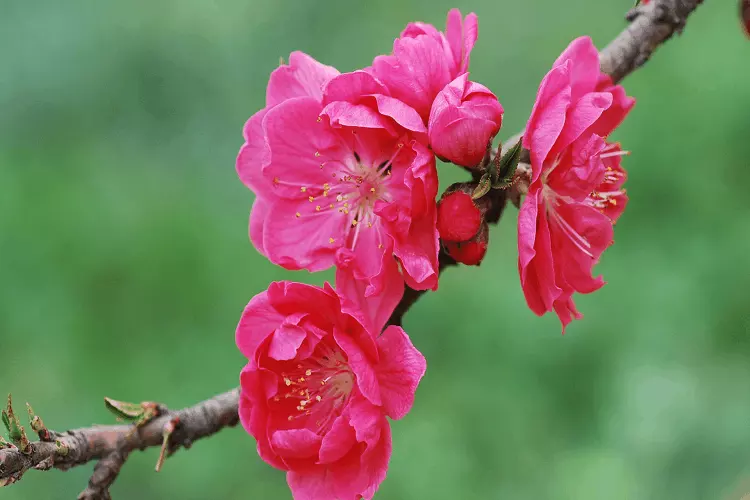 1、生肖鸡年桃花运:属鸡年运势及运程