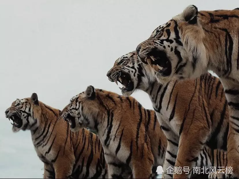 2、生肖属虎的年份和年龄:我是86年午时出生的，年份生肖属虎，时辰生肖属什么呢？