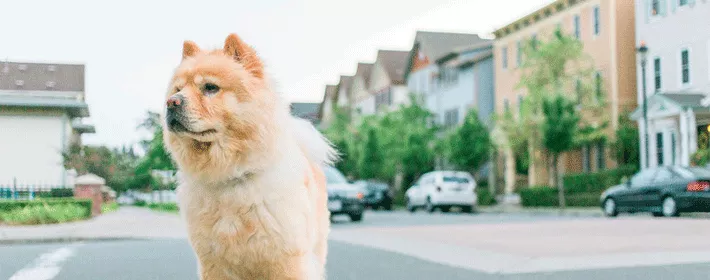 2、属虎人的婚姻与命运十二生肖:十二生肖，属相是猴和虎的婚姻状况会怎么样？