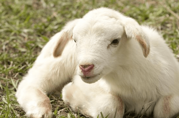 4、属羊的出生年月:年12月出生的属羊是什么命
