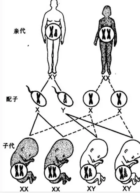 5、原来生男生女早就注定:生男生女是命中注定的吗