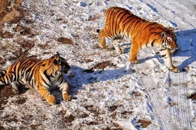 3、属虎的是哪年出生的:年早上七点出生属虎的是上山虎还是下山虎