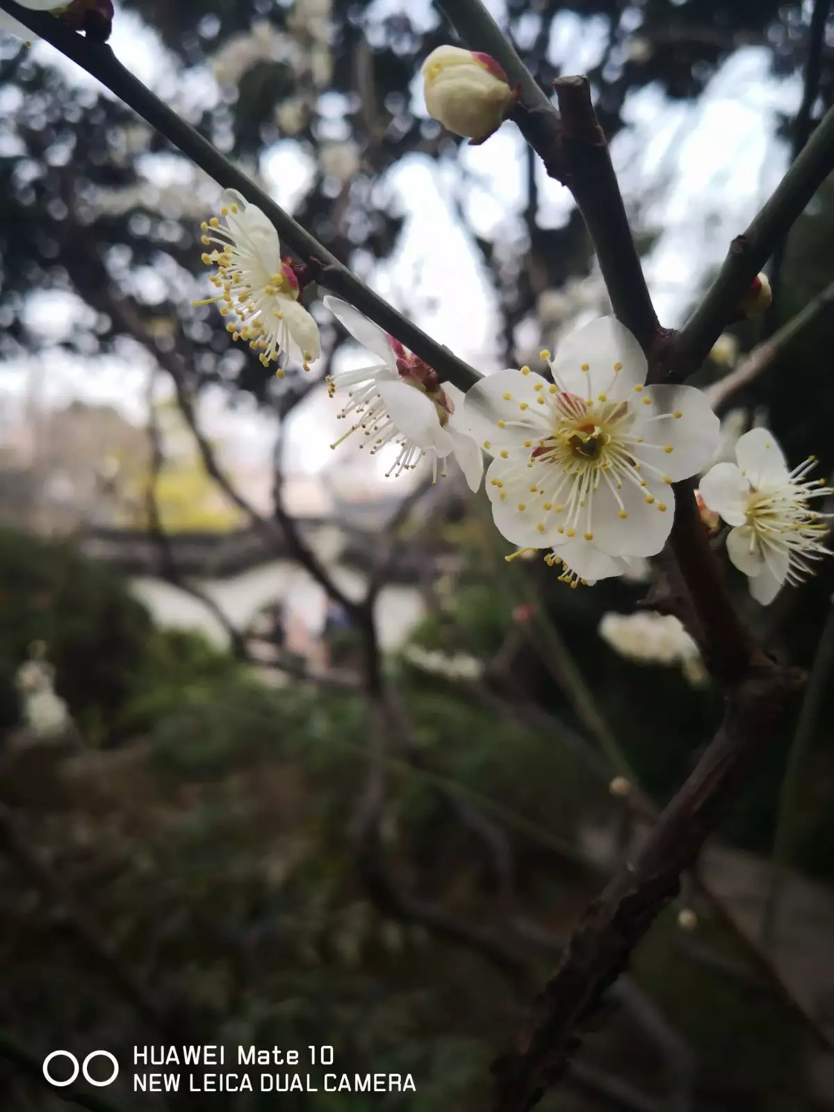 3、梅花泪文希原唱:梅花泪是谁唱的呀