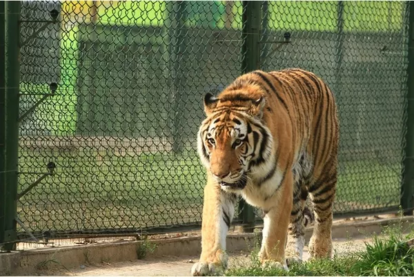 4、男虎和女猴其实非常配:男虎和女猴配吗