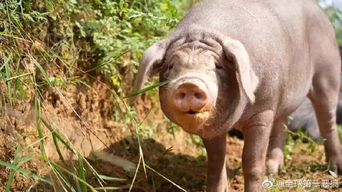 1、95年猪什么时候遇到正缘:年属猪什么时候走正桃花