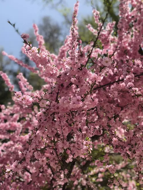 1、免费测算桃花运:姓名测算张锐有没有桃花运?