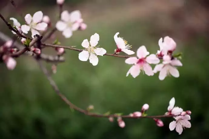 7、免费测算桃花运:怎么算桃花或桃花运