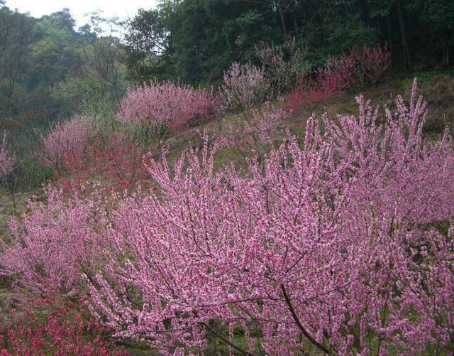 2、桃花运风水布局:怎样提高桃花运风水布局