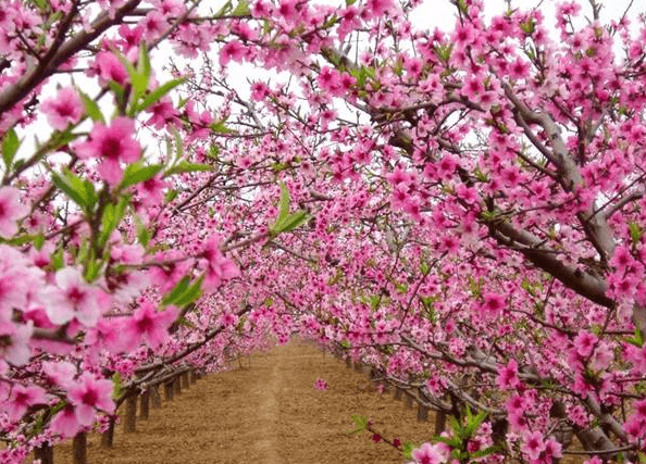 1、八字桃花查询免费:生辰八字算桃花