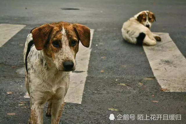 1、狗死了主人运势:小狗死了，是为主人挡灾去世的吗