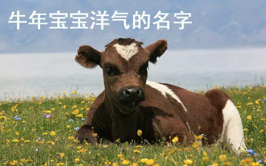 1、牛宝宝最火乳名满米:年最火小名