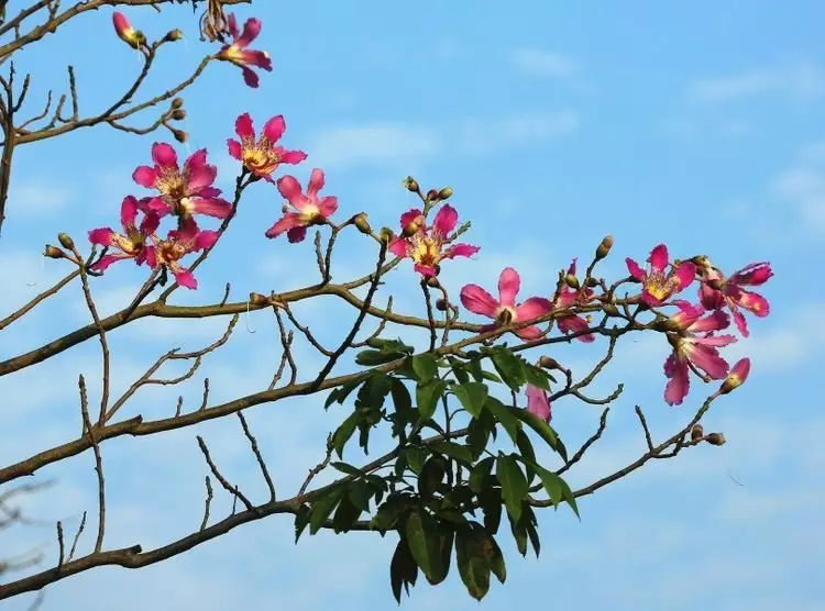 1、84年属鼠烂桃花有几次:年属鼠的幸运数字