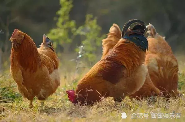 3、属鸡的婚配羊有没有克星:属鸡的和属羊的配吗