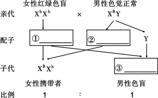 3、人的红绿色盲是一种典型的遗传病．下表是几种婚配情况下子女的性状表现，其中一定错误的是（　　）