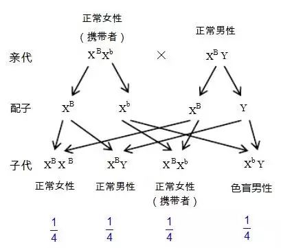 4、求正常女性与男盲婚配遗传图解和女性携带者与正常男性婚配的遗传图解，万分感谢！