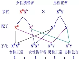 1、正常女性与色盲男性婚配基因:一红绿色盲患者和正常女性婚配，则生育患病男孩的概率为？