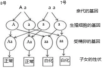 3、常隐性遗传病常见婚配类型:什么是杂合子、隐形基因、常隐性遗传病？