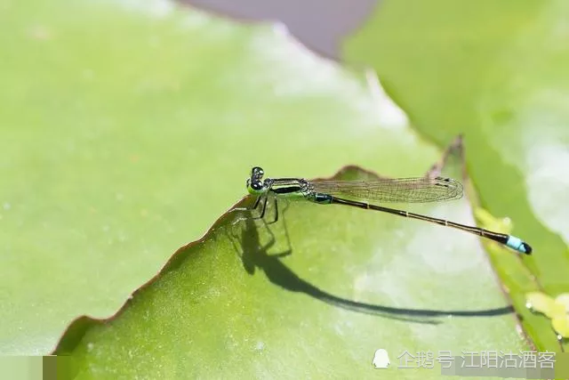 1、昆虫记中金龟子的婚配:金龟子的特点