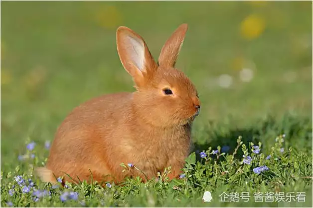 3、87年兔与90马婚配:87年2月份的兔与90年3月份的马属五行婚姻的那一种