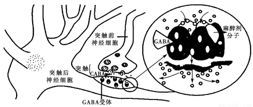 1、红绿色盲遗传中表现交叉遗传的婚配组合:红绿色盲的成因是什么