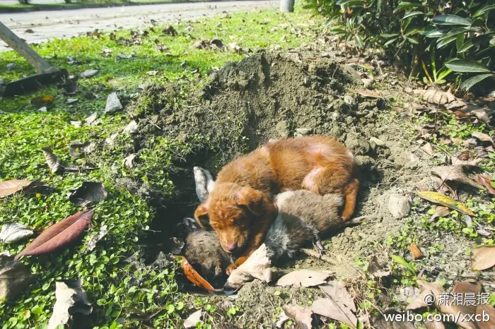 2、在极端恶劣的环境下动物婚配:水熊虫为什么被认为是世界上最顽强的生物？