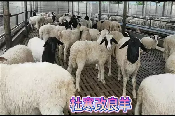 5、四月羊男和七月羊女结婚配吗:属羊四月份出生和什么属相相配大吉