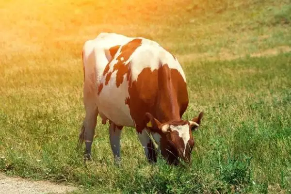 3、年出生牛的婚配:年属牛的配偶