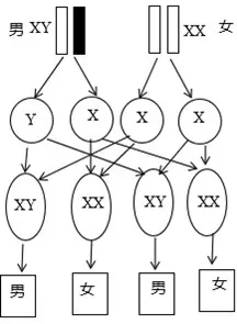 4、高中生物佝偻病几种婚配遗传图解:抗D佝偻病是伴x显性遗传统计结果是