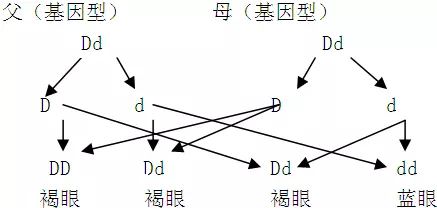 5、高中生物佝偻病几种婚配遗传图解:高中生物