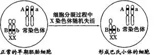 1、红绿色盲与近亲婚配的关系:为什么亲人不能和亲人结婚/??