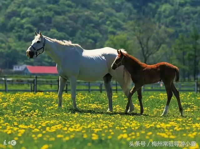 3、66年可以跟78年婚配么:66年的马和78年的马能结婚吗?