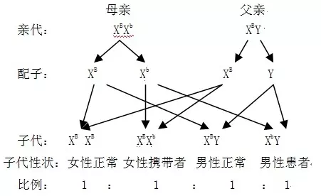 1、多显性基因决定的遗传病患者分为两类,一类致病基因位于X上,另一类基因位于常上,他们分别与正