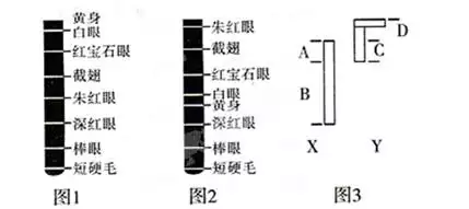 2、基因在x的六种婚配类型:X上有哪些基因？