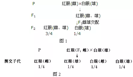 4、基因在x的六种婚配类型:人的X上还有什么基因？