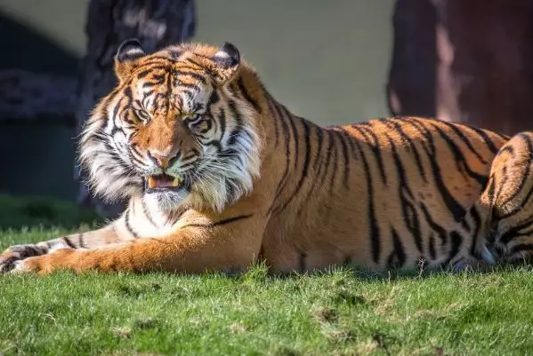 3、属虎男于属猪女的婚配:男属虎女属猪婚配好吗