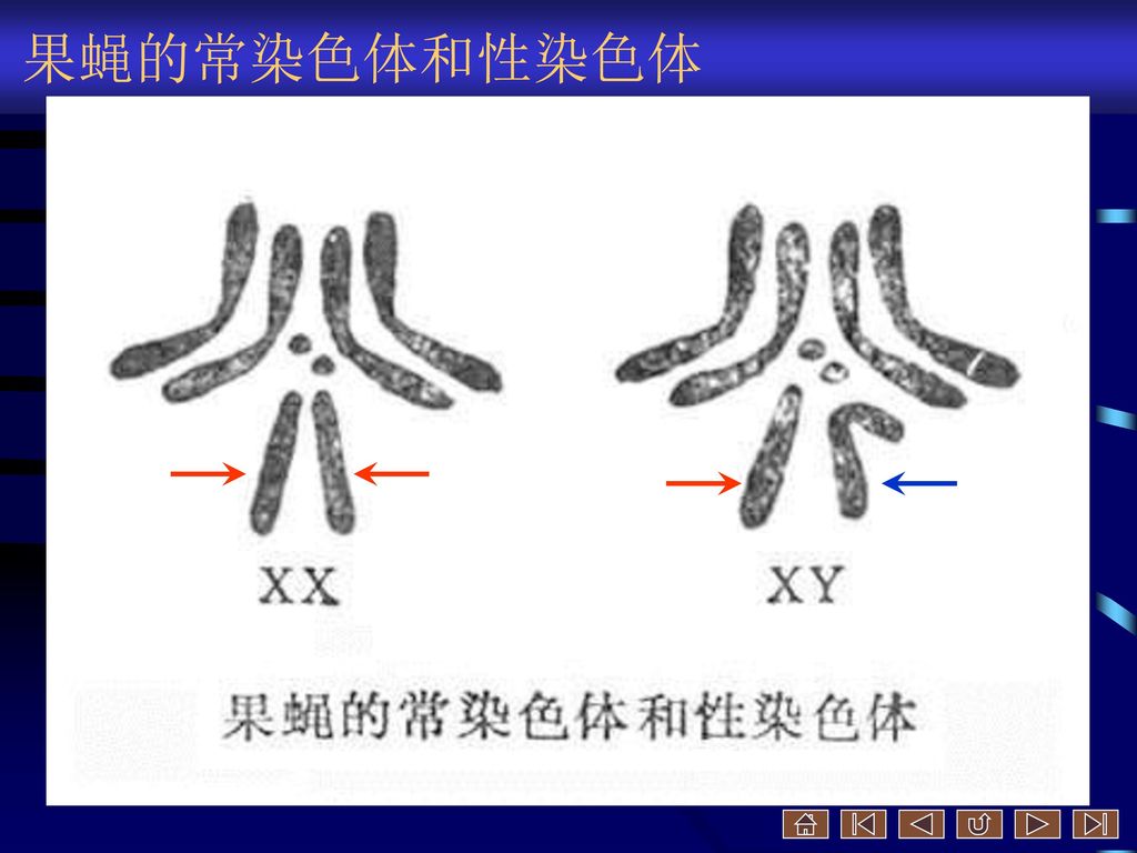 2、显性遗传婚配指导:什么叫常隐性遗传，显性遗传