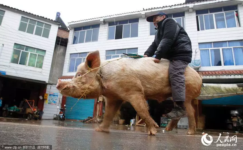 1、男猴和女猪婚配合适吗:我是71年属猪与68年属猴的婚配好吗