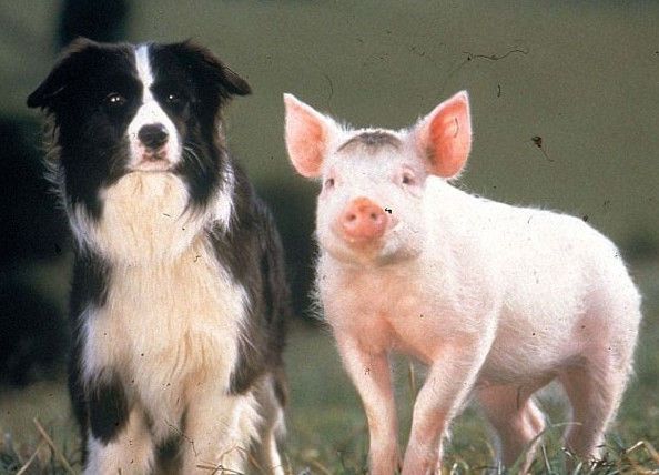1、生肖狗男和猪女的婚配:女属狗的和男属猪的婚姻好吗