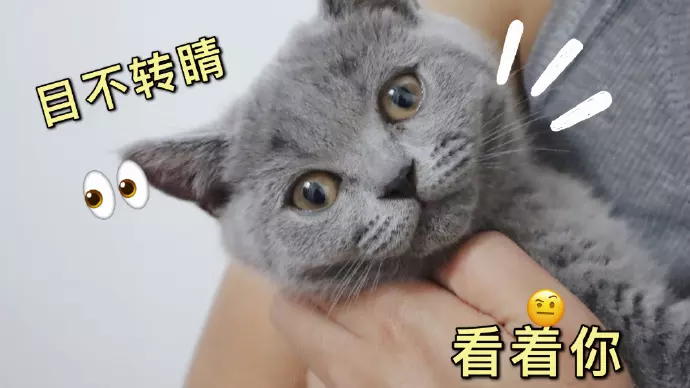 8、属猫的跟属猫的婚配好吗:男属羊女属猫相配吗