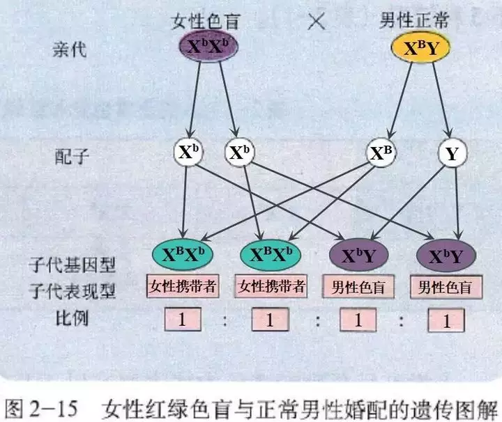 3、交叉遗传定义的图解婚配:伴性遗传题的技巧