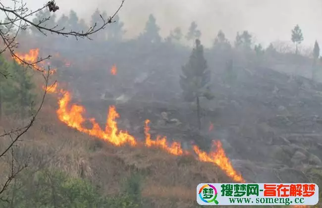 5、涧下水和山头火婚配化解植物:山头火遇见涧下水总是害自己怎么办！