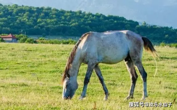 3、年马婚配属相:生肖属马和马配对可以吗??