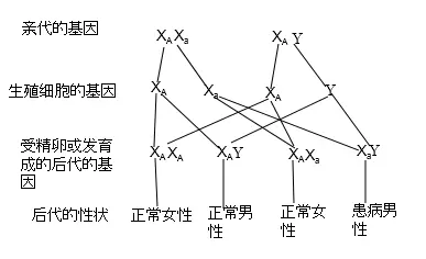 1、近亲婚配基因相同比例:近亲结婚的结果医学名词