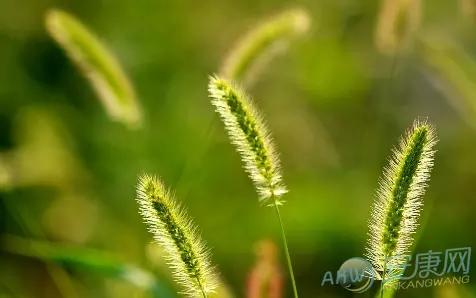 5、带草字头和三点水的男孩名字:带有草字头和三点水的男孩名字