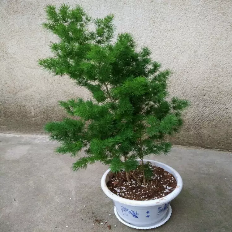 1、属相属猴的适合种什么植物:属猴的养什么植物旺财