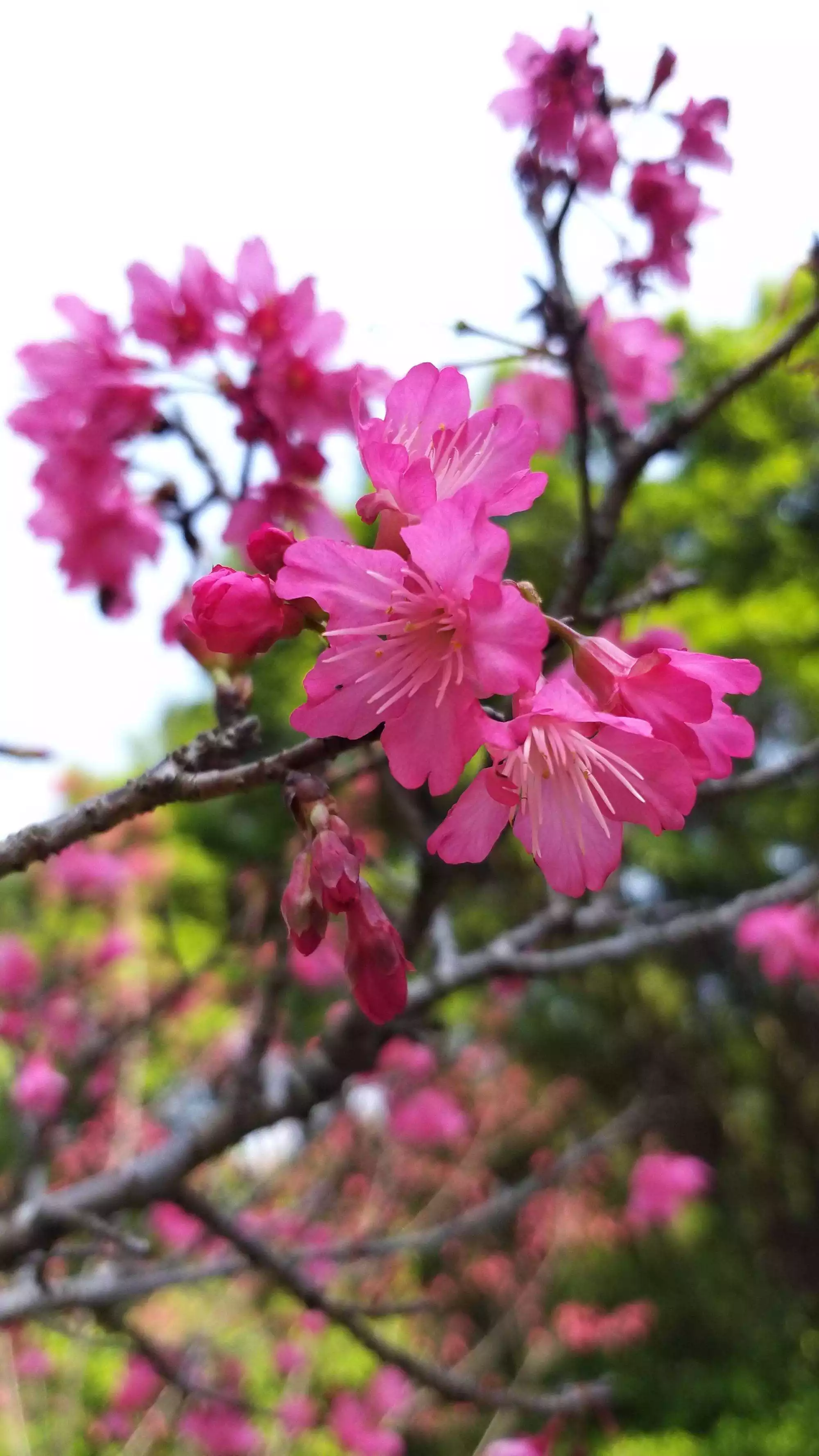 3、万物复苏百花开是什么属相:万物复苏百花开，西出杨关无所人。是解什么生肖？